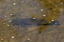 foto/diskuze/z_lovu/2011/th-img42030.jpg