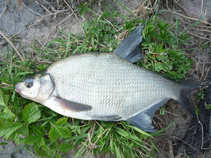 foto/diskuze/z_lovu/2011/th-img42076.jpg
