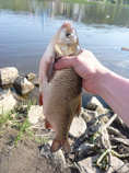 foto/diskuze/z_lovu/2011/th-img42079.jpg