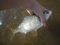 foto/diskuze/z_lovu/2011/th-img42097.jpg