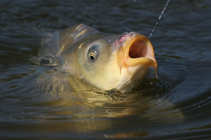 foto/diskuze/z_lovu/2011/th-img42117.jpg
