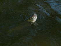 foto/diskuze/z_lovu/2011/th-img42125.jpg