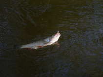 foto/diskuze/z_lovu/2011/th-img42126.jpg