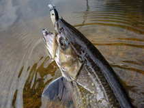 foto/diskuze/z_lovu/2011/th-img42135.jpg