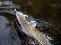 foto/diskuze/z_lovu/2011/th-img42136.jpg