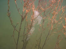 foto/diskuze/z_lovu/2011/th-img42142.jpg
