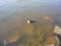 foto/diskuze/z_lovu/2011/th-img42156.jpg