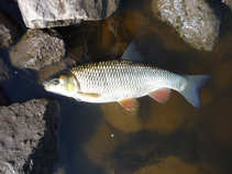 foto/diskuze/z_lovu/2011/th-img42157.jpg