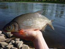 foto/diskuze/z_lovu/2011/th-img42158.jpg