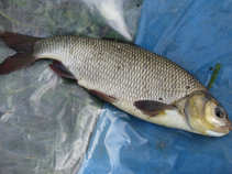 foto/diskuze/z_lovu/2011/th-img42175.jpg
