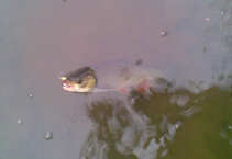 foto/diskuze/z_lovu/2011/th-img42181.jpg
