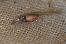 foto/diskuze/z_lovu/2011/th-img42203.jpg