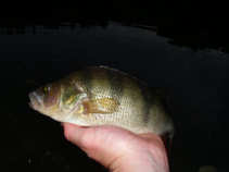 foto/diskuze/z_lovu/2011/th-img42243.jpg
