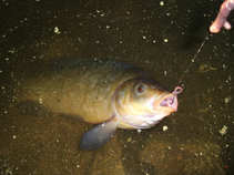 foto/diskuze/z_lovu/2011/th-img42244.jpg