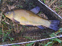 foto/diskuze/z_lovu/2011/th-img42246.jpg