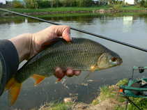 foto/diskuze/z_lovu/2011/th-img42251.jpg