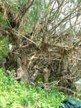 foto/diskuze/z_lovu/2011/th-img42252.jpg