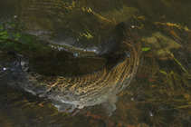 foto/diskuze/z_lovu/2011/th-img42315.jpg
