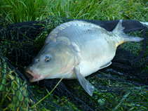 foto/diskuze/z_lovu/2011/th-img42317.jpg