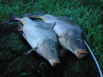 foto/diskuze/z_lovu/2011/th-img42318.jpg