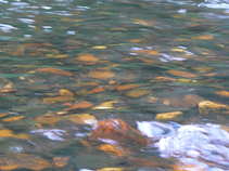 foto/diskuze/z_lovu/2011/th-img42452.jpg