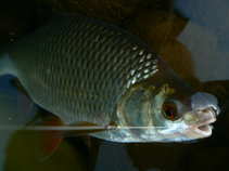 foto/diskuze/z_lovu/2011/th-img42455.jpg