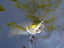 foto/diskuze/z_lovu/2011/th-img42501.jpg