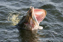 foto/diskuze/z_lovu/2011/th-img42571.jpg