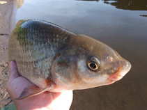 foto/diskuze/z_lovu/2011/th-img42600.jpg