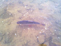 foto/diskuze/z_lovu/2011/th-img42607.jpg