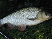 foto/diskuze/z_lovu/2011/th-img42610.jpg