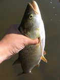 foto/diskuze/z_lovu/2011/th-img42622.jpg