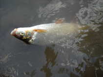 foto/diskuze/z_lovu/2011/th-img42637.jpg