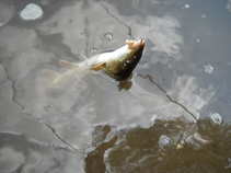 foto/diskuze/z_lovu/2011/th-img42639.jpg