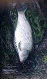 foto/diskuze/z_lovu/2011/th-img42647.jpg