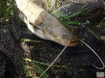 foto/diskuze/z_lovu/2011/th-img42731.jpg