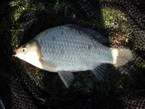 foto/diskuze/z_lovu/2011/th-img42740.jpg