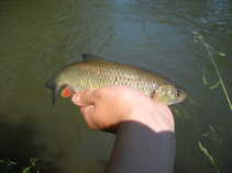 foto/diskuze/z_lovu/2011/th-img42766.jpg