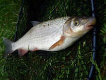 foto/diskuze/z_lovu/2011/th-img42795.jpg