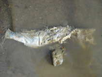 foto/diskuze/z_lovu/2011/th-img42801.jpg