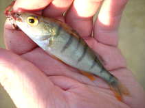 foto/diskuze/z_lovu/2011/th-img42803.jpg