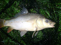 foto/diskuze/z_lovu/2011/th-img42805.jpg