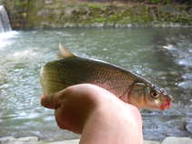 foto/diskuze/z_lovu/2011/th-img42808.jpg