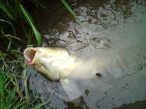 foto/diskuze/z_lovu/2011/th-img42814.jpg