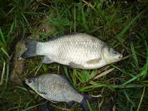 foto/diskuze/z_lovu/2011/th-img42816.jpg