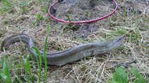 foto/diskuze/z_lovu/2011/th-img42827.jpg