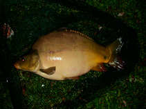 foto/diskuze/z_lovu/2011/th-img42903.jpg