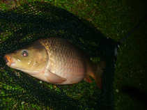 foto/diskuze/z_lovu/2011/th-img42905.jpg