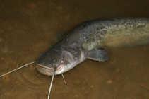 foto/diskuze/z_lovu/2011/th-img42945.jpg