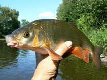foto/diskuze/z_lovu/2011/th-img43008.jpg